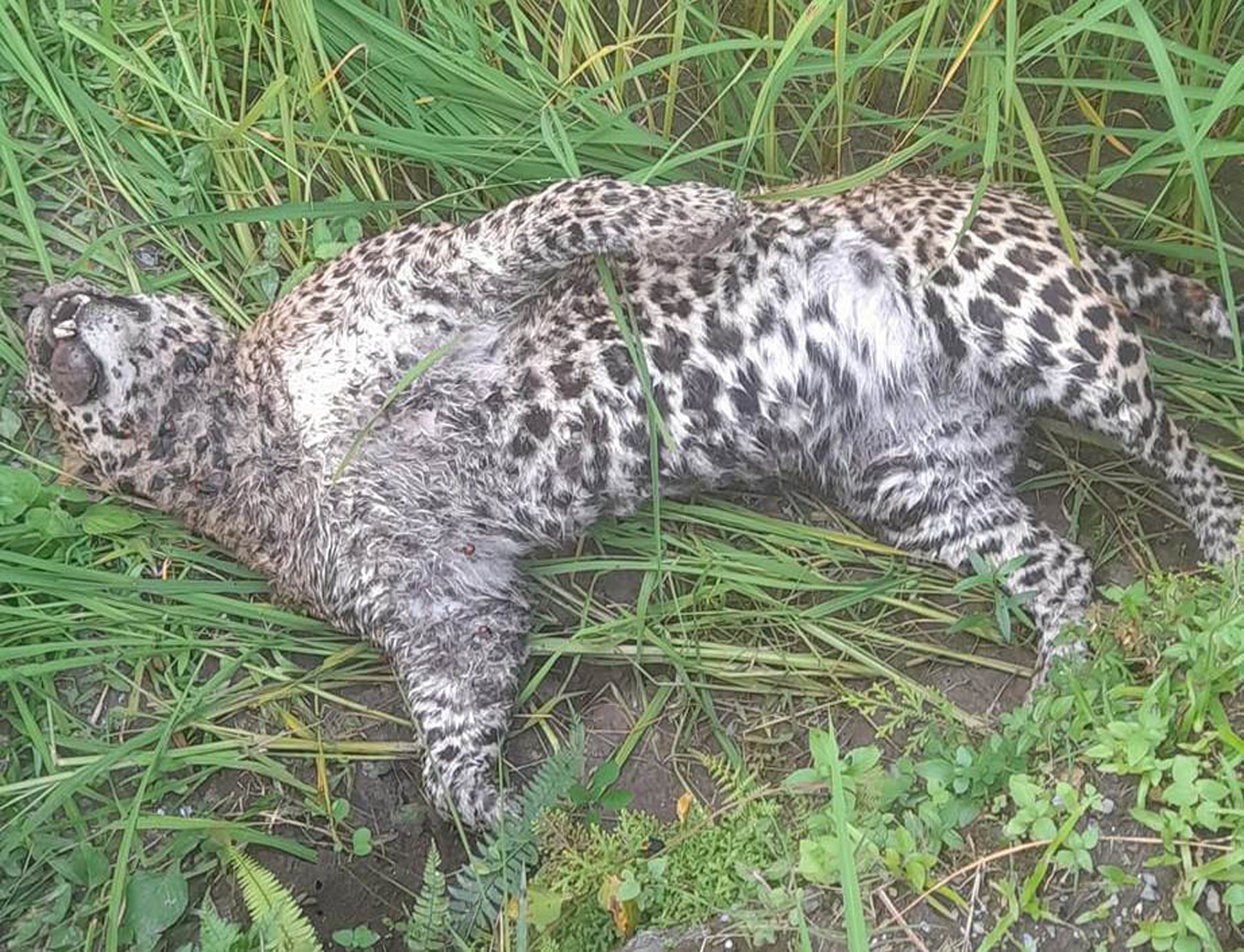 Leopard discovered dead in Parbat