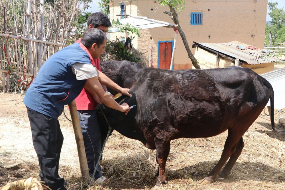15,000 livestock vaccinated in Udayapur