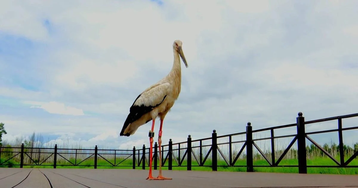 Rare oriental white stork gets beak transplant in NE China