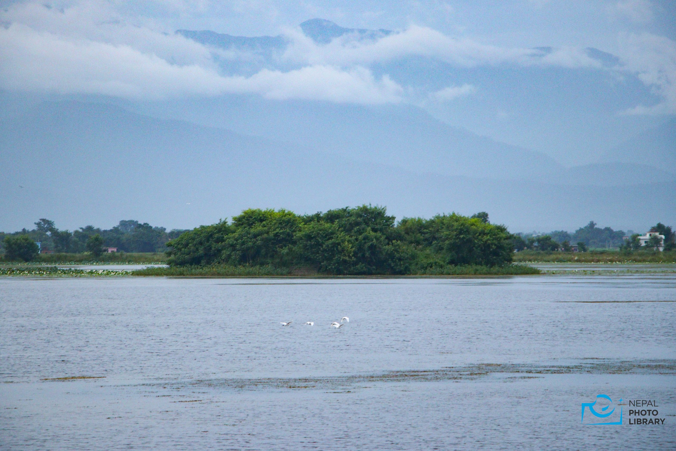 Kapilvastu’s Jagdishpur Lake: A haven for birds (photos)