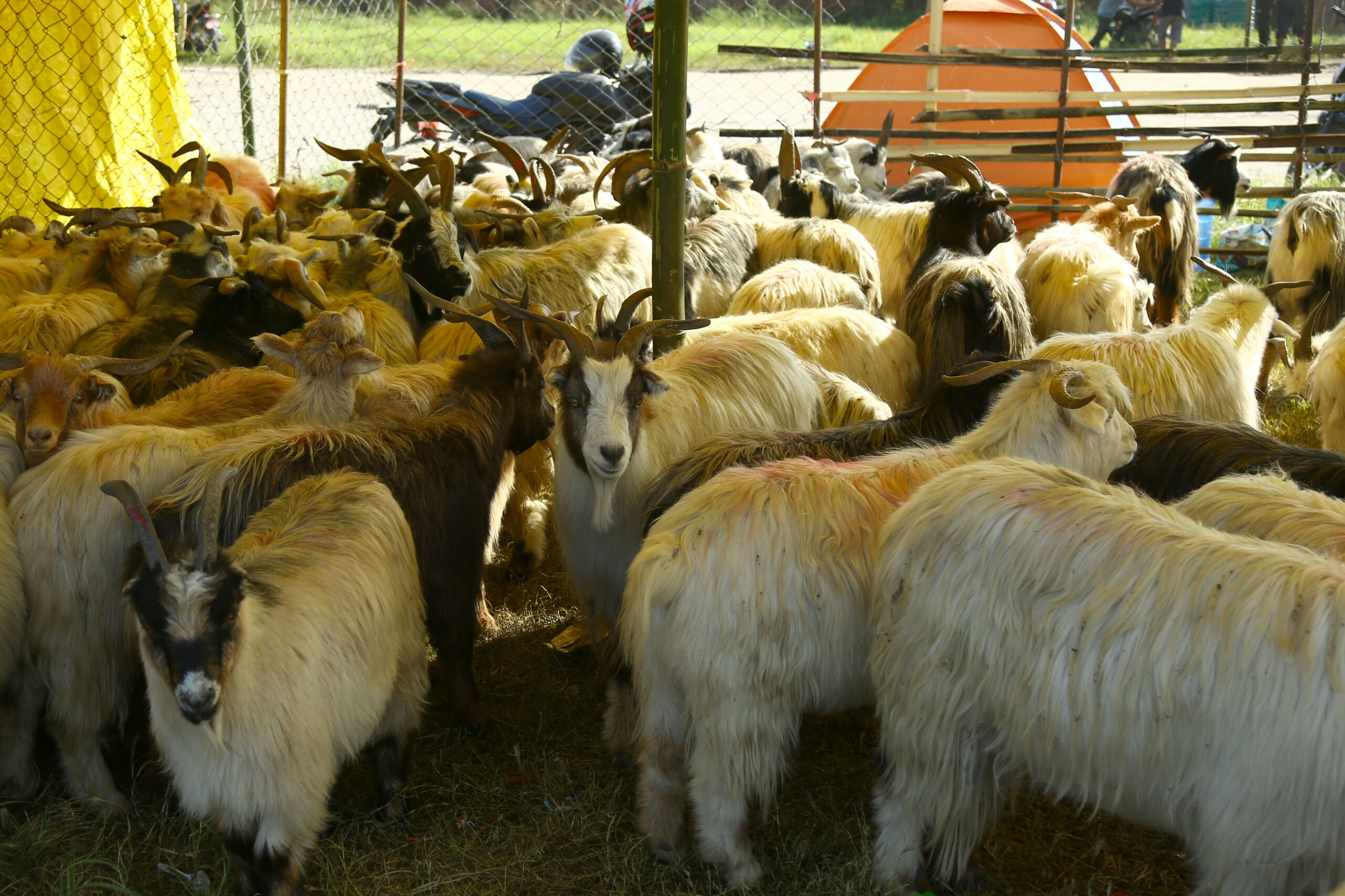 Mustang’s Himalayan goats enters valley for Dashain (photos)