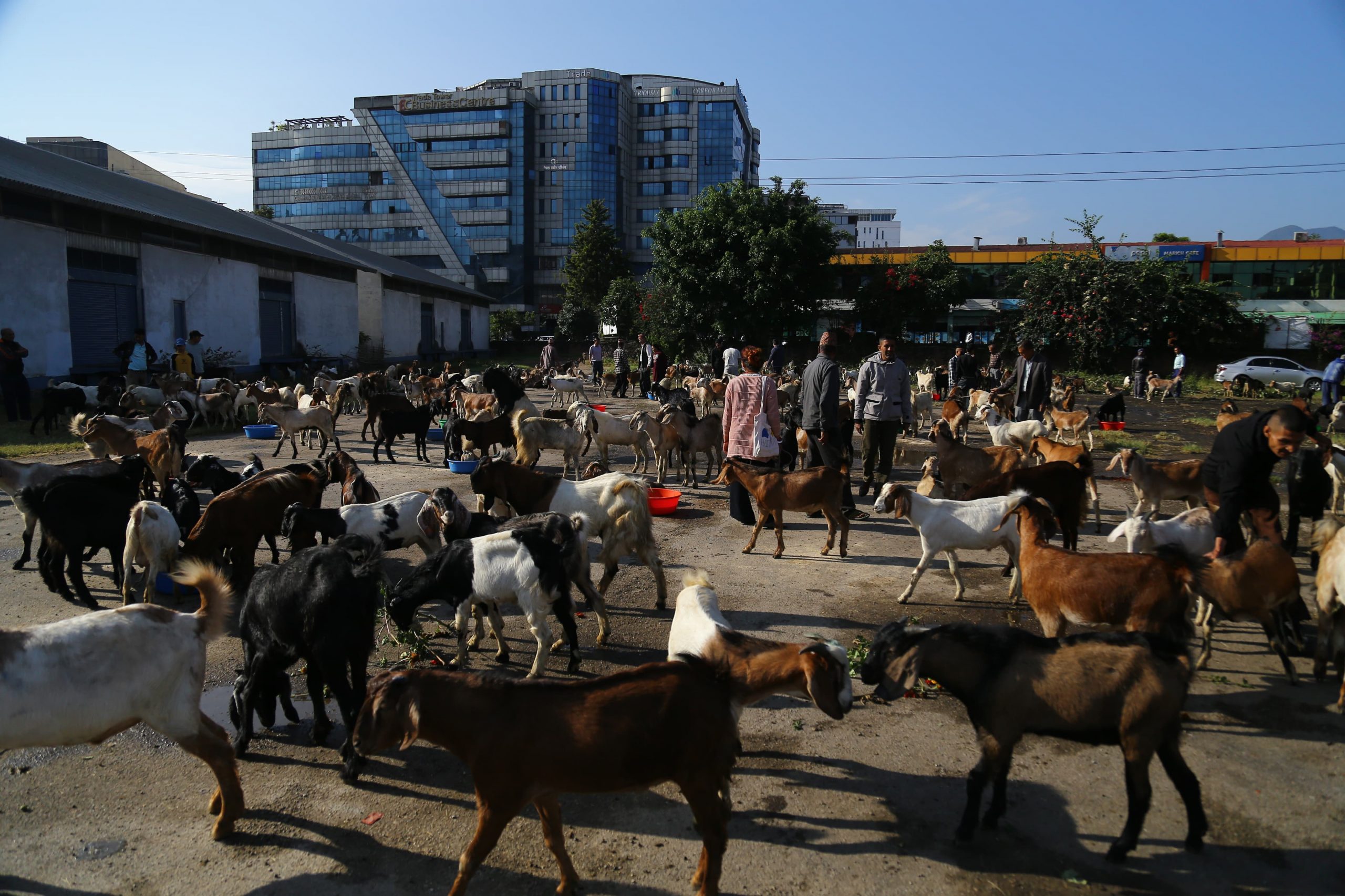 Buying/selling of goats and chyangra for Dashain begins (photos)