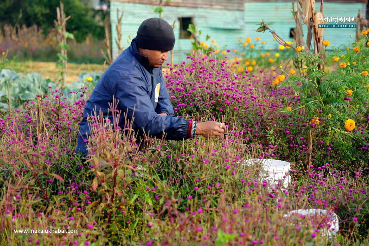 Farmers in Gundu, Bhaktapur, prepare for Tihar with Makhamali flower harvest (photos)