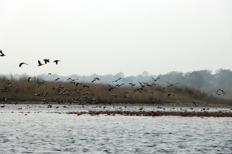 Migratory birds start coming in Chitwan