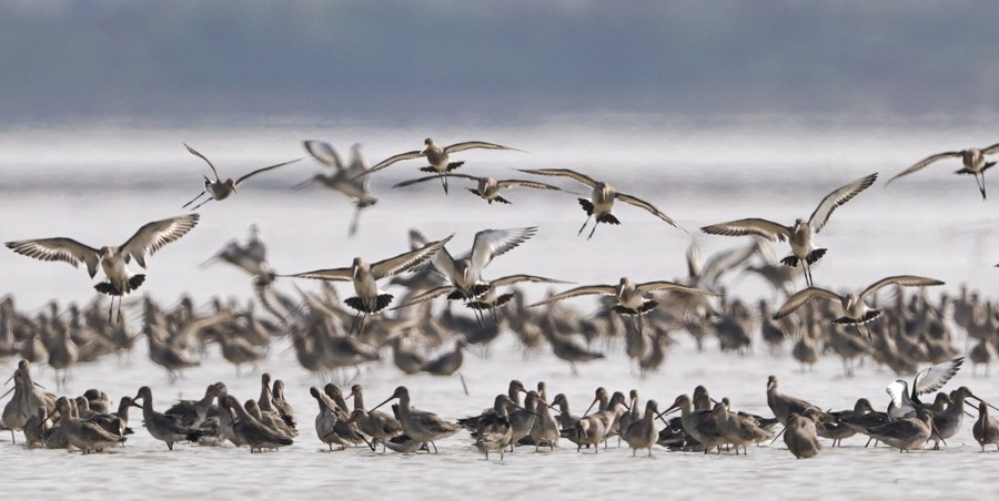Emphasis on conservation of migratory birds in China