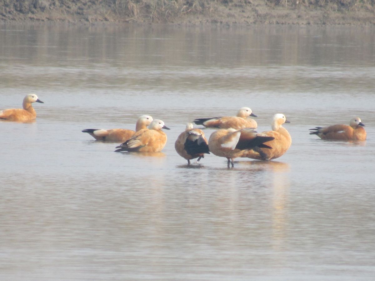 Migratory birds in Nepal to escape winter