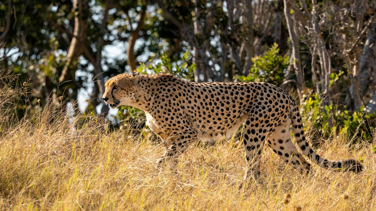 Cheetahs become more nocturnal on hot days