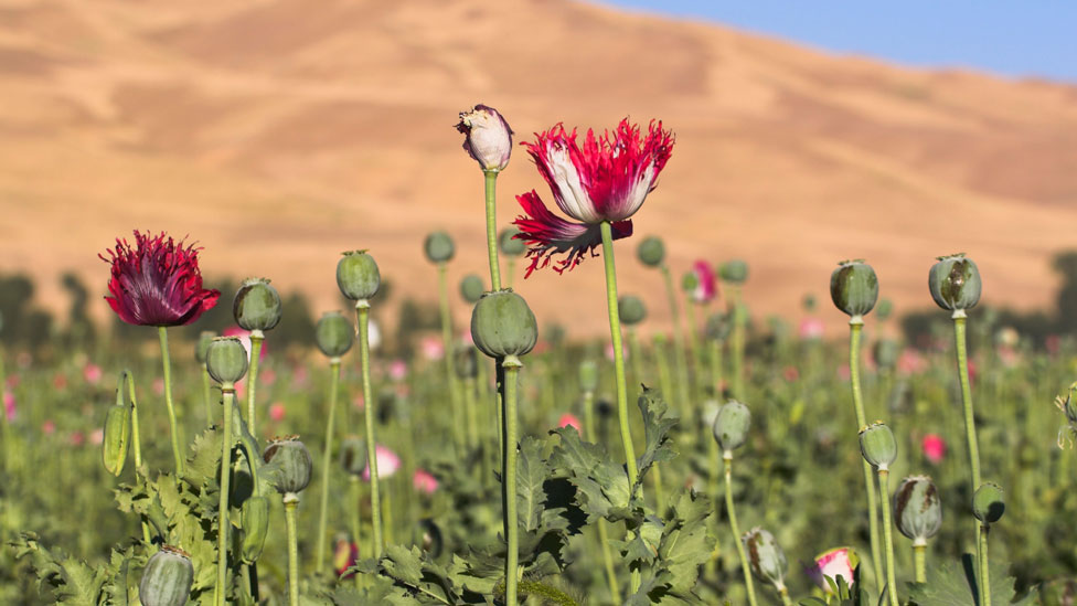 Police foil attempts to smuggle opium poppy, arrest 8 in N. Afghanistan