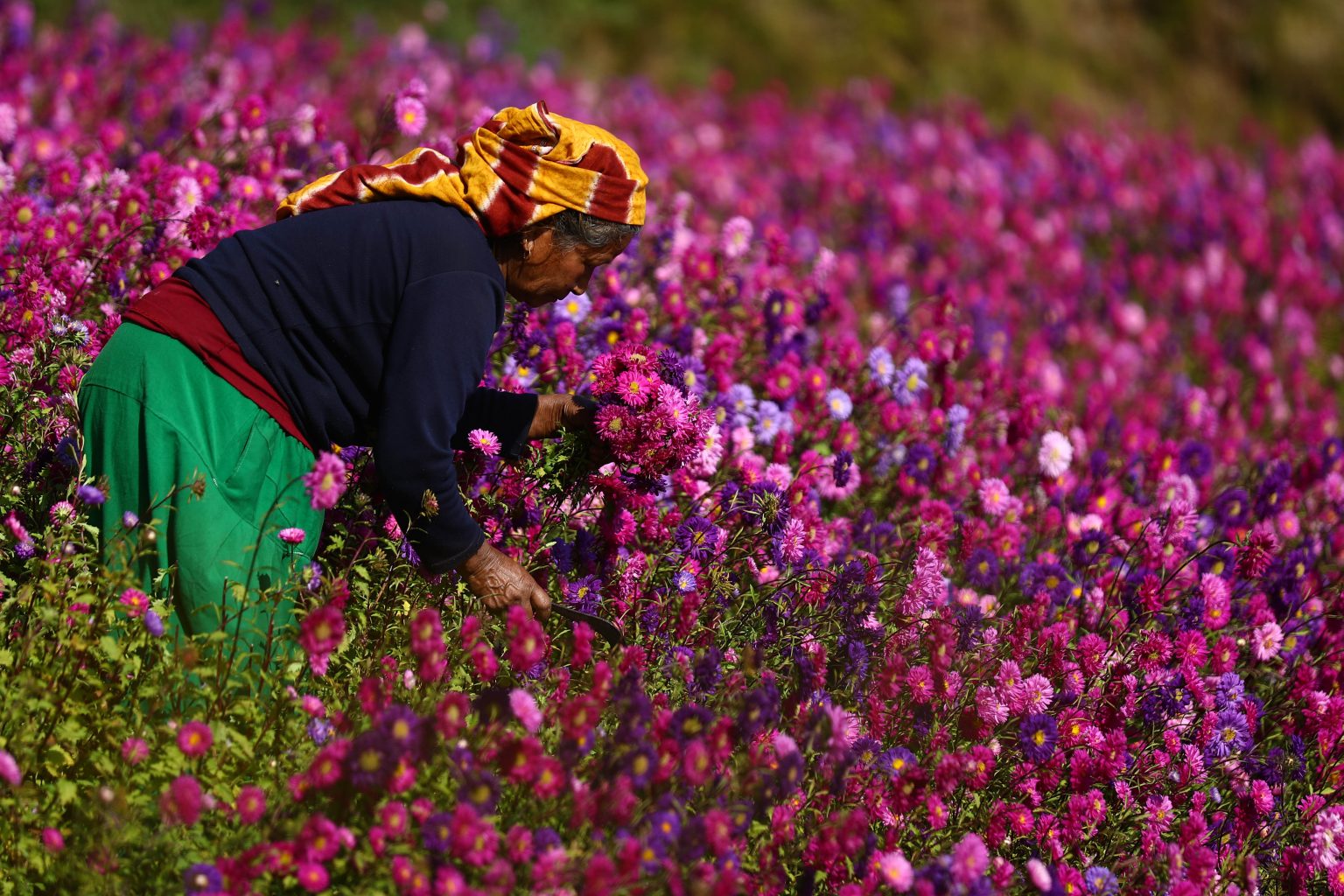 Tihar festival of flowers begins, farmers busy picking flowers (photos)