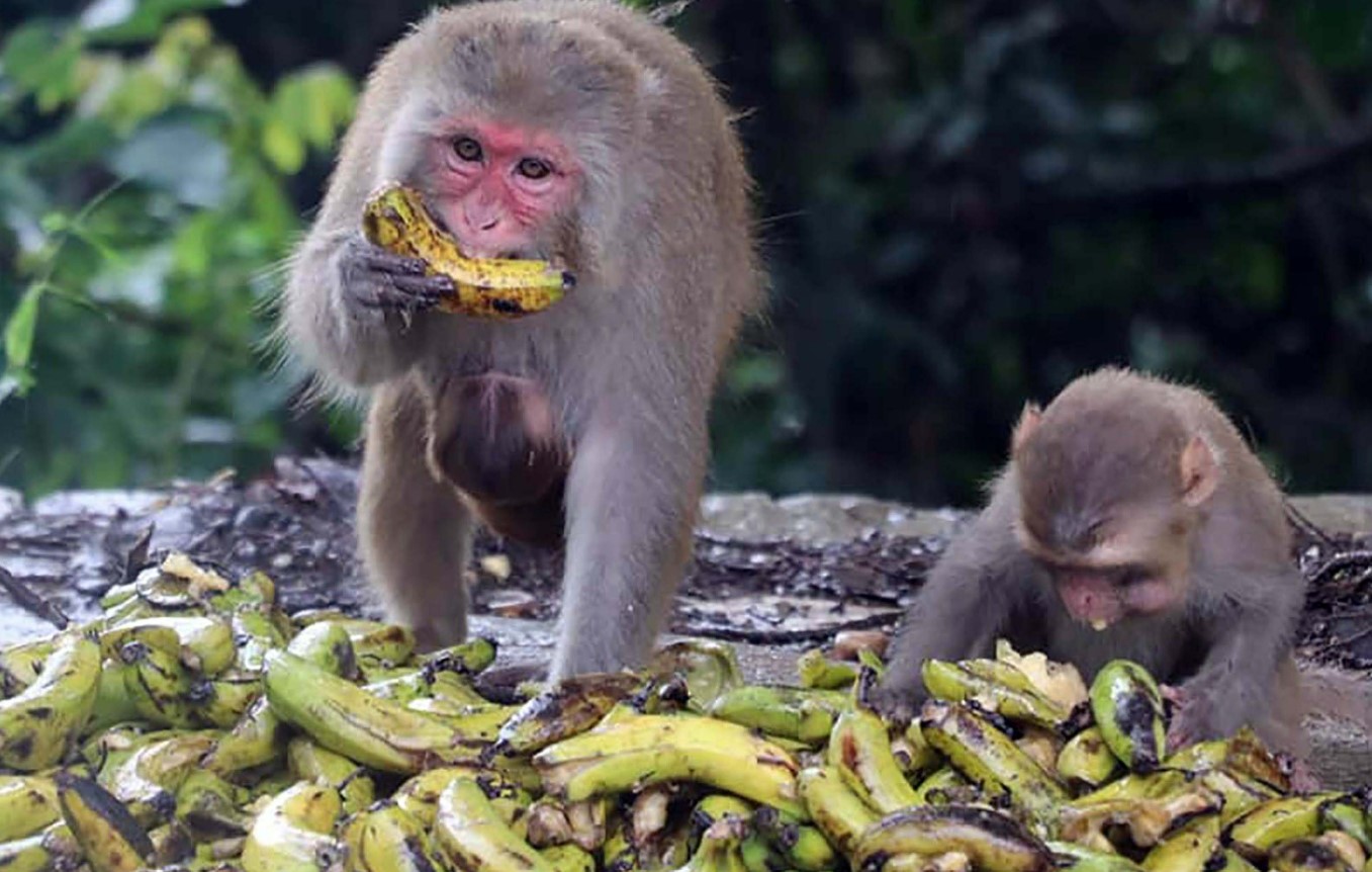Monkey menace drive migration among farmers in Bhojpur