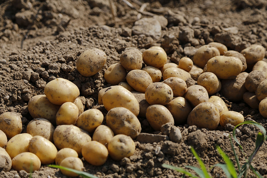 Potato farming expands to 800 ropani in Myagdi to boost agriculture