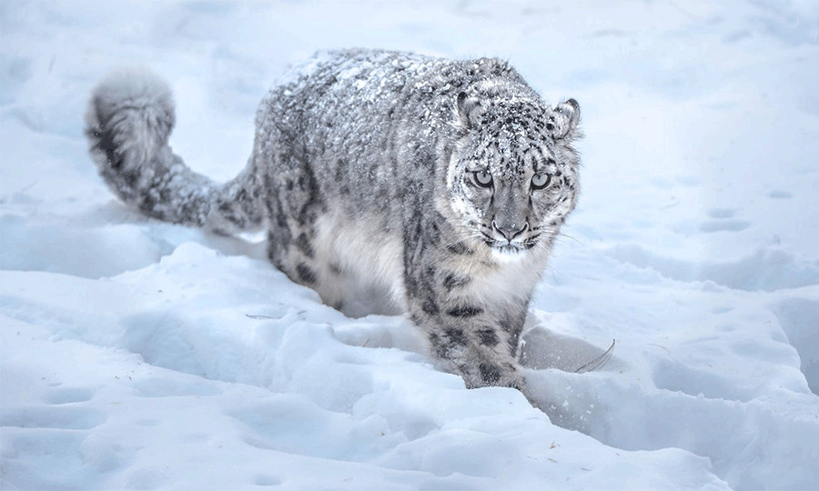 82 Himalayan goats killed in snow leopard attack