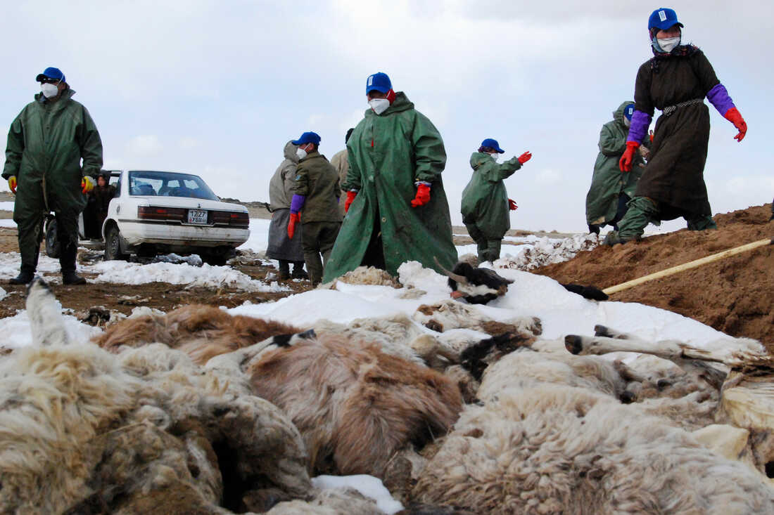 8 herders killed in Mongolia snow storms
