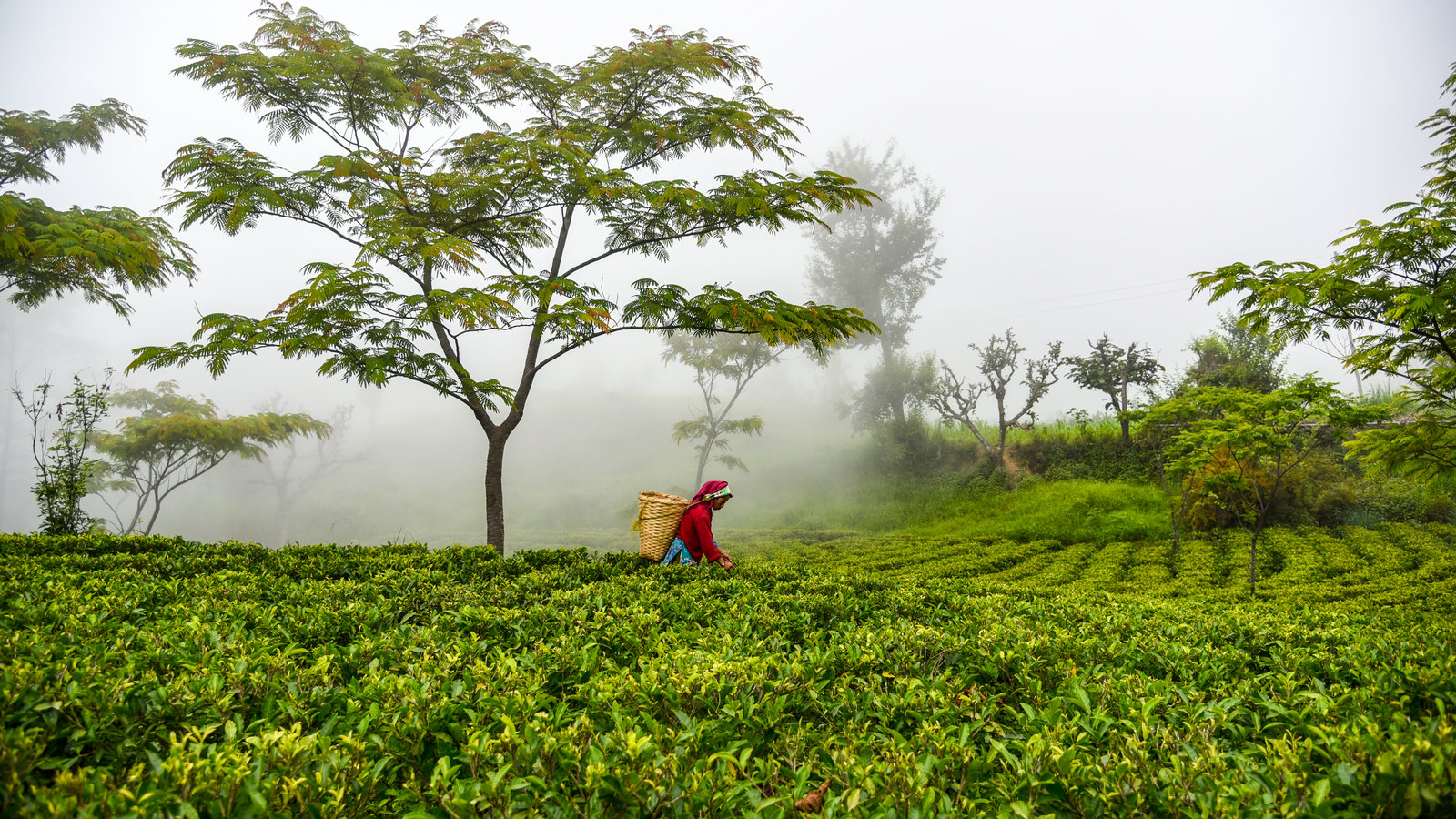 Koshi State exports tea leaves worth Rs 2.6 billion in first three months of current fiscal