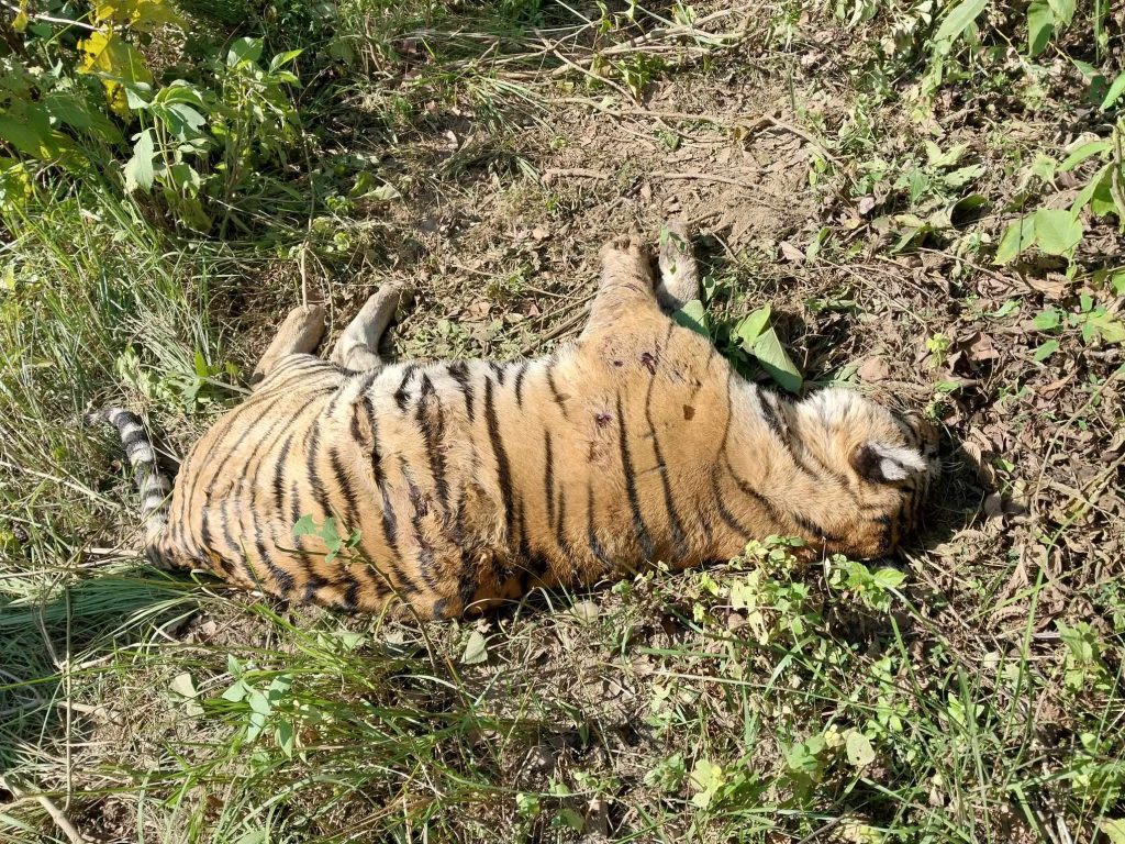 Royal Bengal Tiger found dead in Chitwan