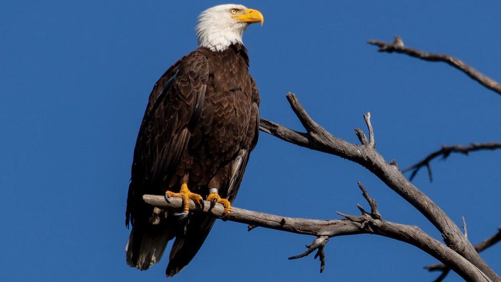Men accused of killing 3,600 birds including eagles