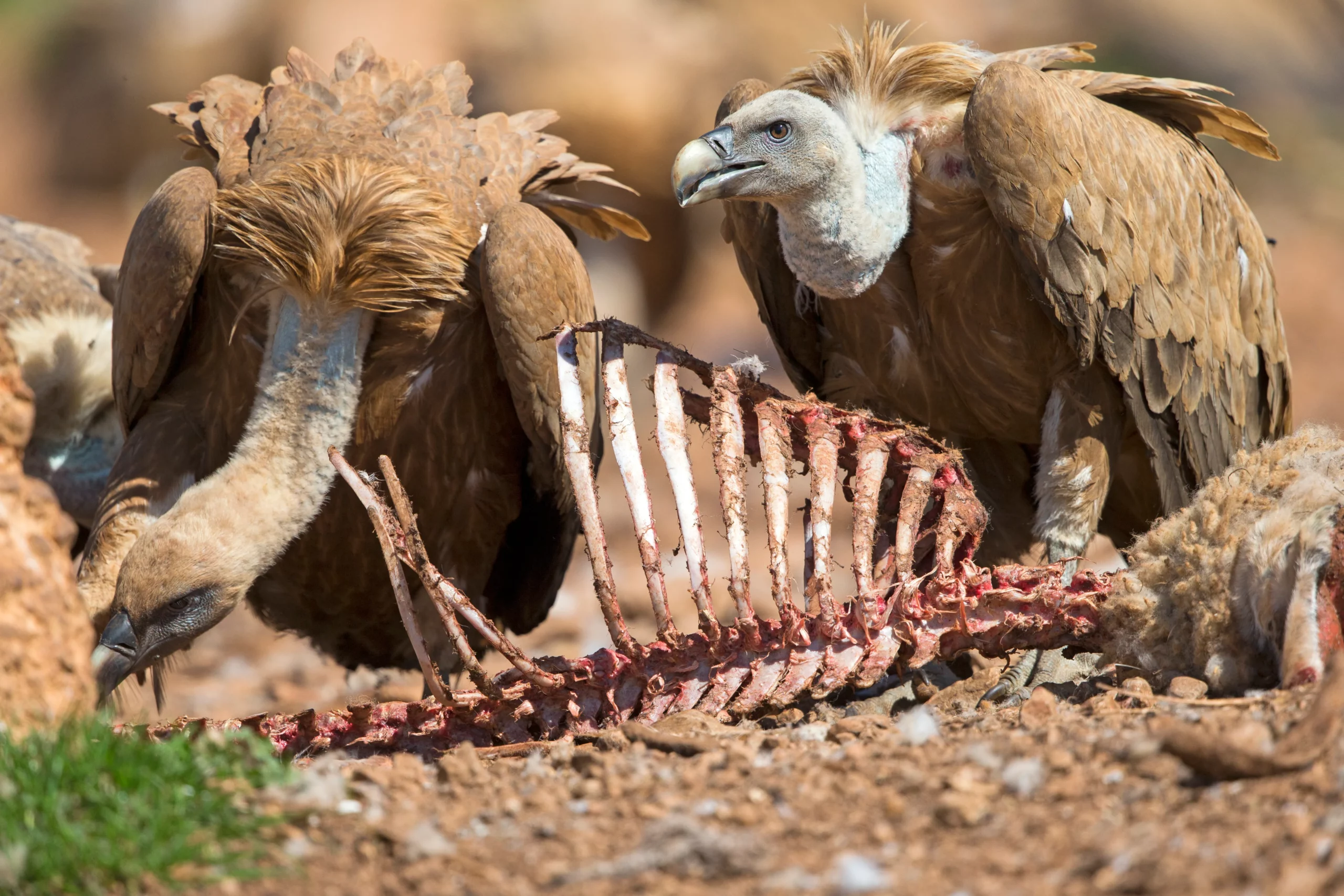 Vulture’s population rises