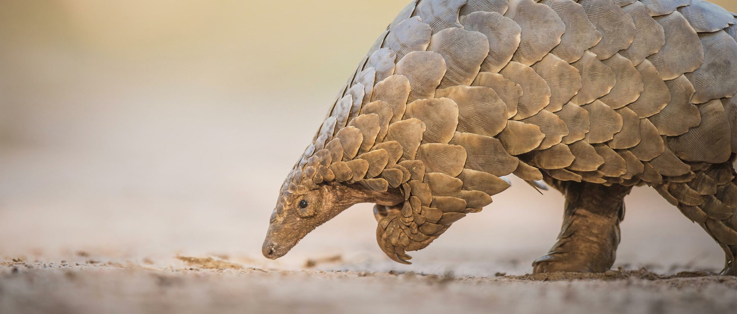 Bagmati Province to conserve pangolin as ‘province pride animal’