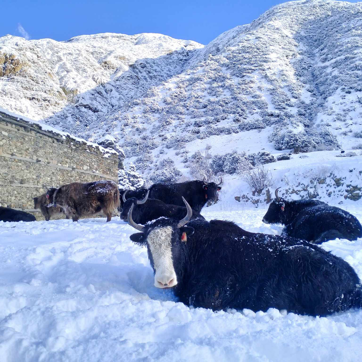 Partial effects of westerly wind, with chance of light snowfall in high regions