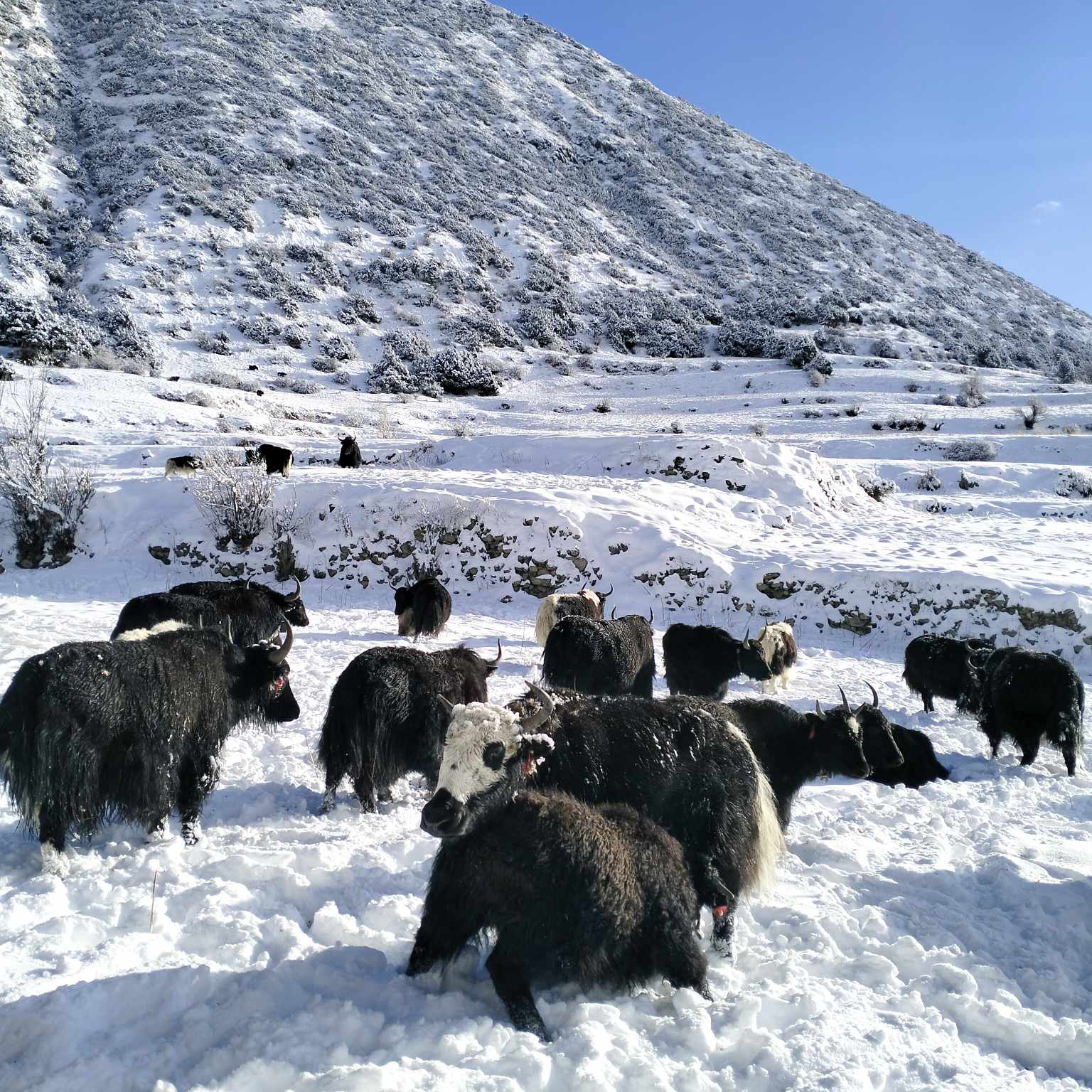 Partial western wind influence in Nepal, possible temperature drop