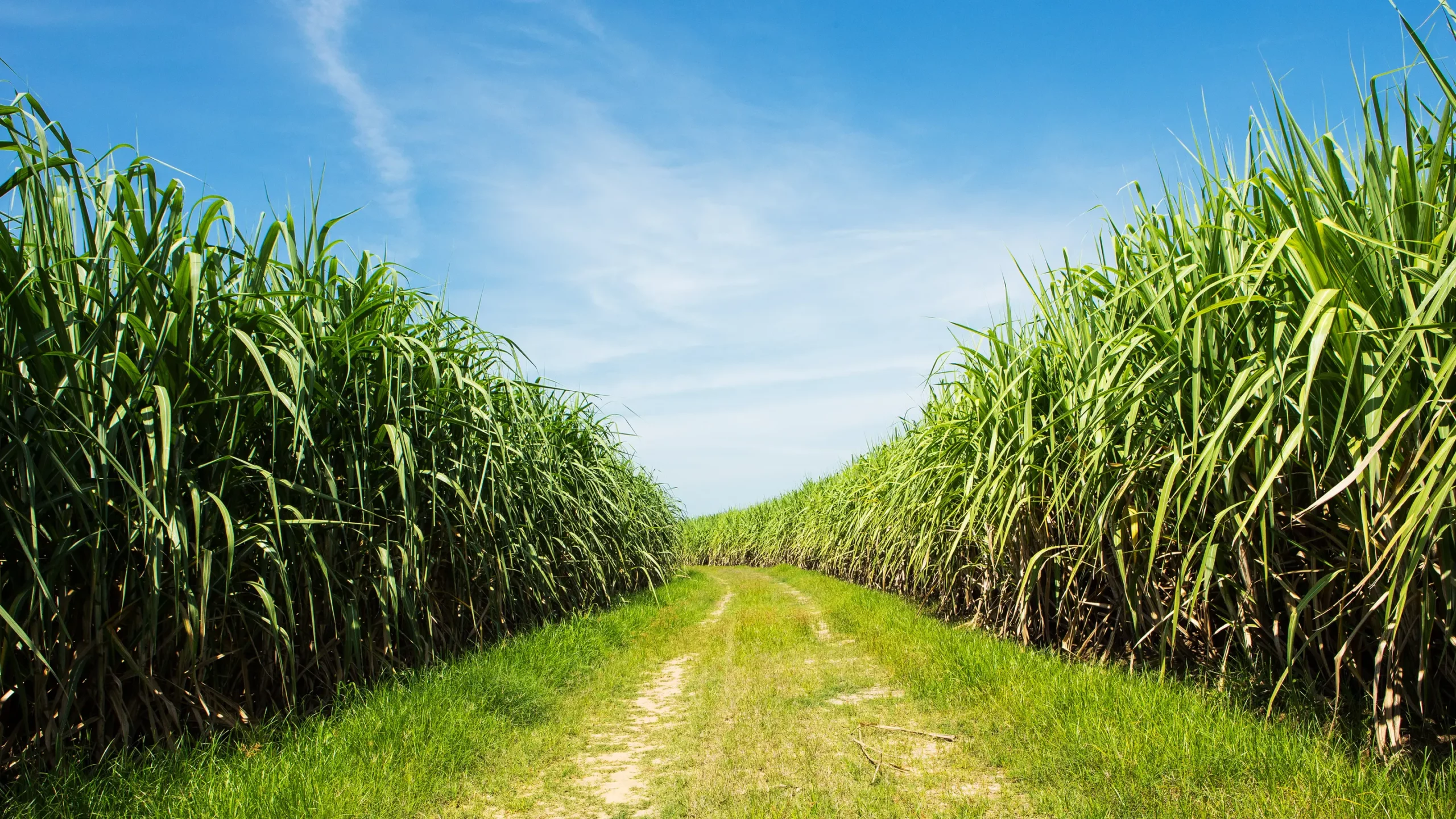 Slightly higher price of sugarcane elates farmers in Mahottari