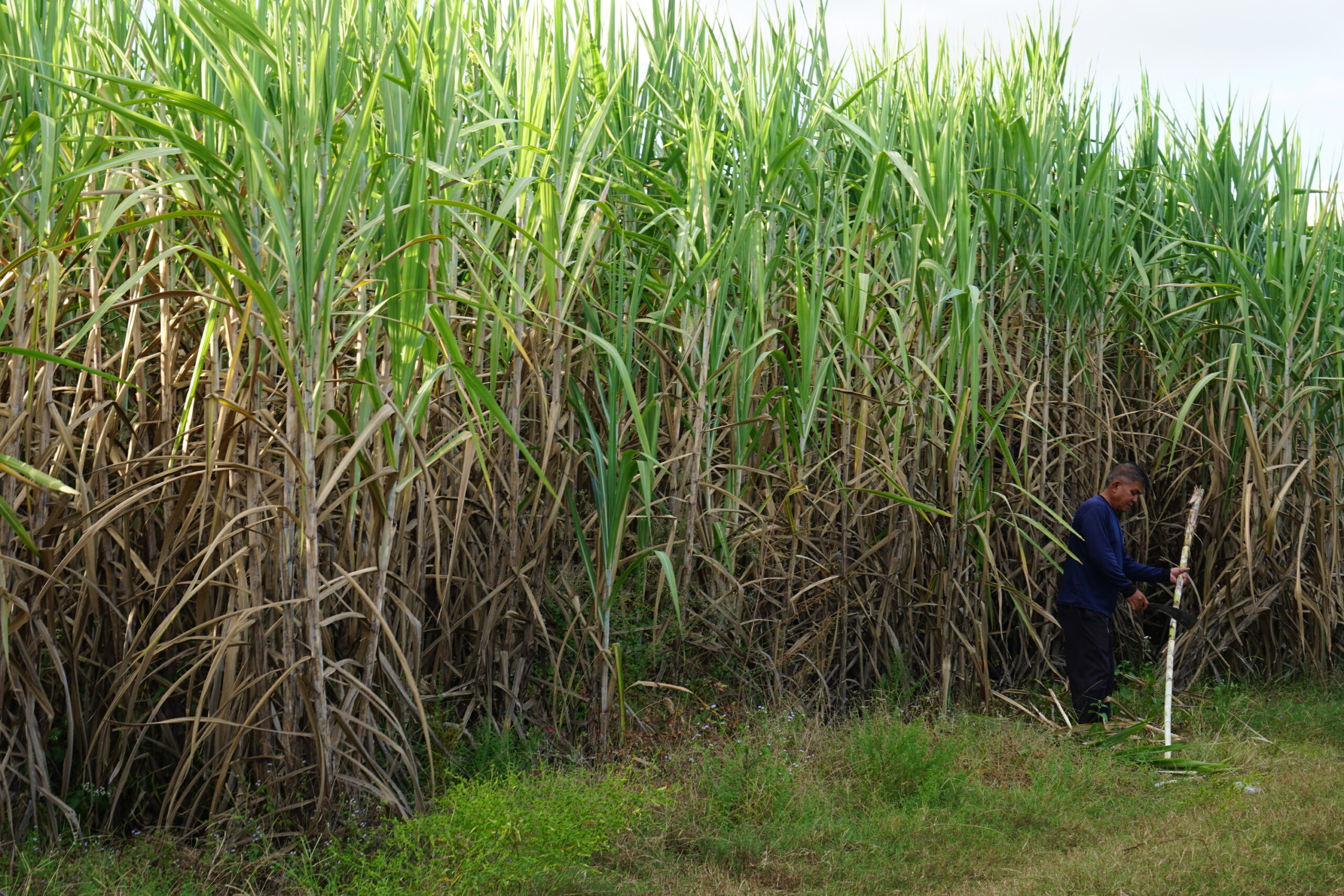 Sugarcane farmers disown govt decision on support price