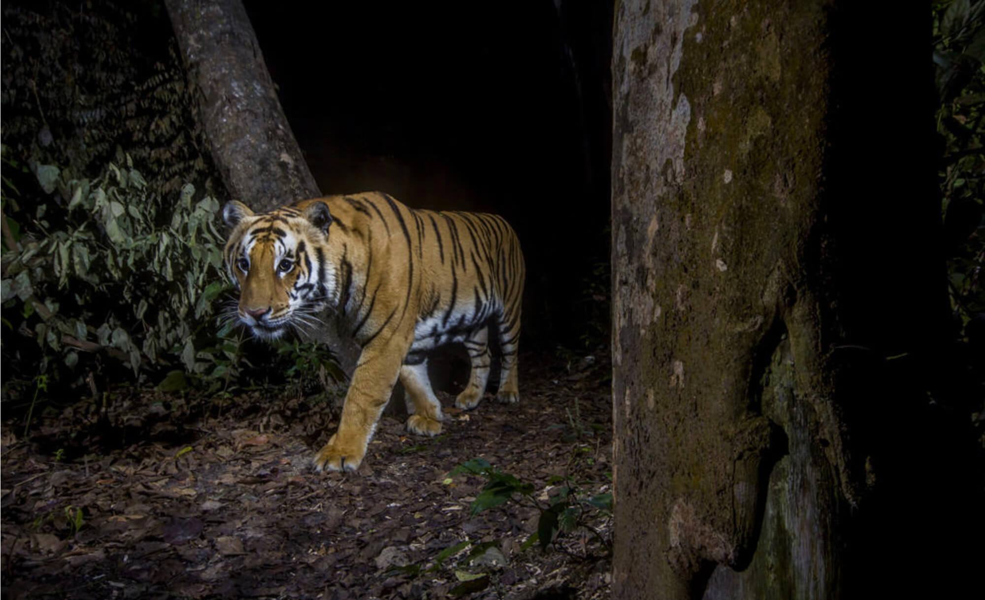 Spotted tiger found in Besisahar, released into forest