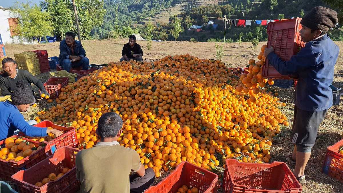 Ichchhakamana farmers earn 100 million from orange