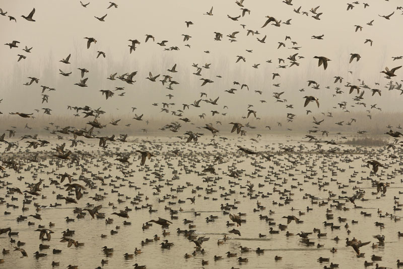 Bird census begins in Chitwan