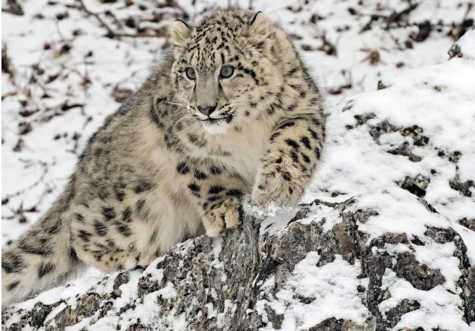 India snow leopards Firstever survey puts population at 718 English