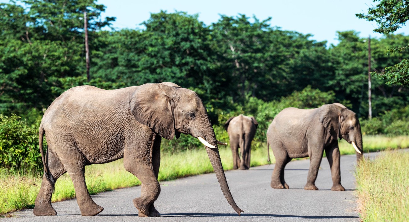 Wild elephants raid Jhapa, damage homes & crops