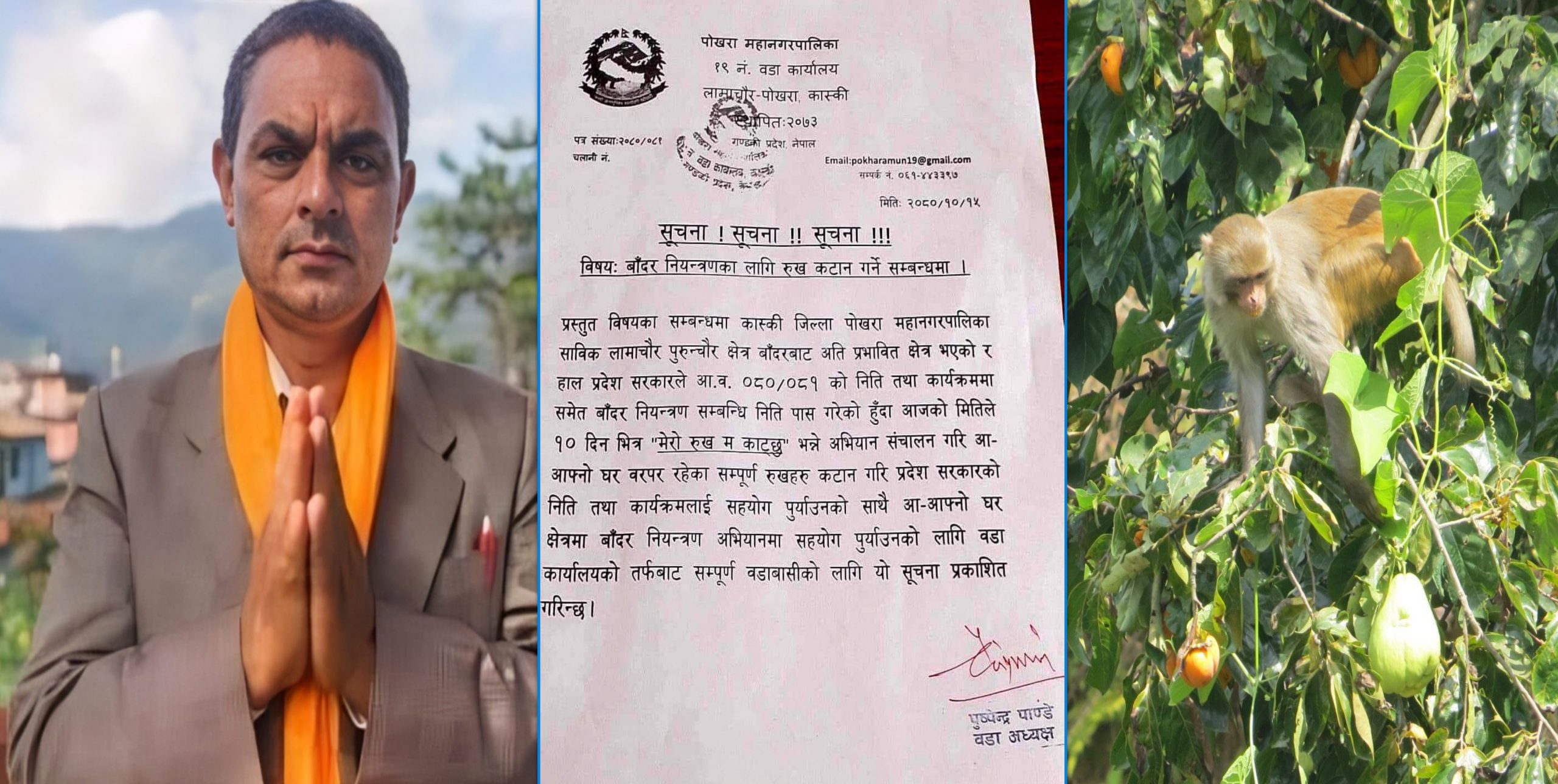 Pokhara Municipality initiates ‘I Cut My Tree’ campaign to tackle monkey menace