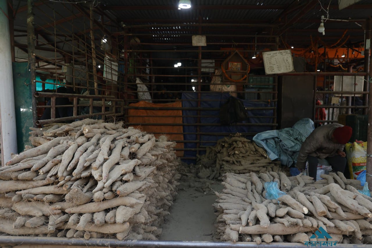 As Maghe Sankranti approaches, Yams infiltrate the markets of Kathmandu (photos)