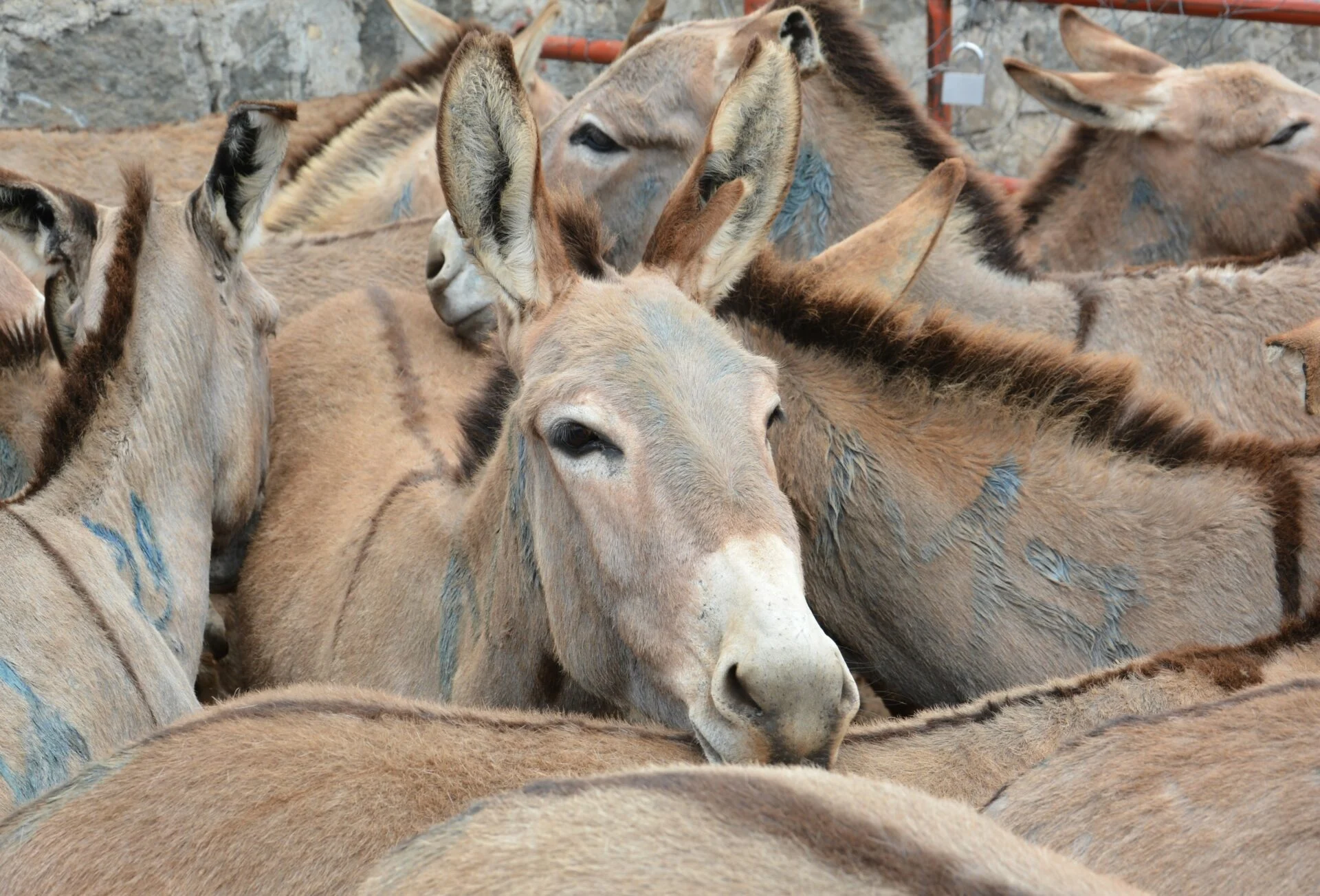 Millions of donkeys killed each year to make medicine