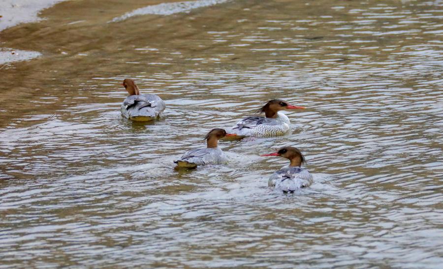 Endangered duck species spotted for first time in NW China