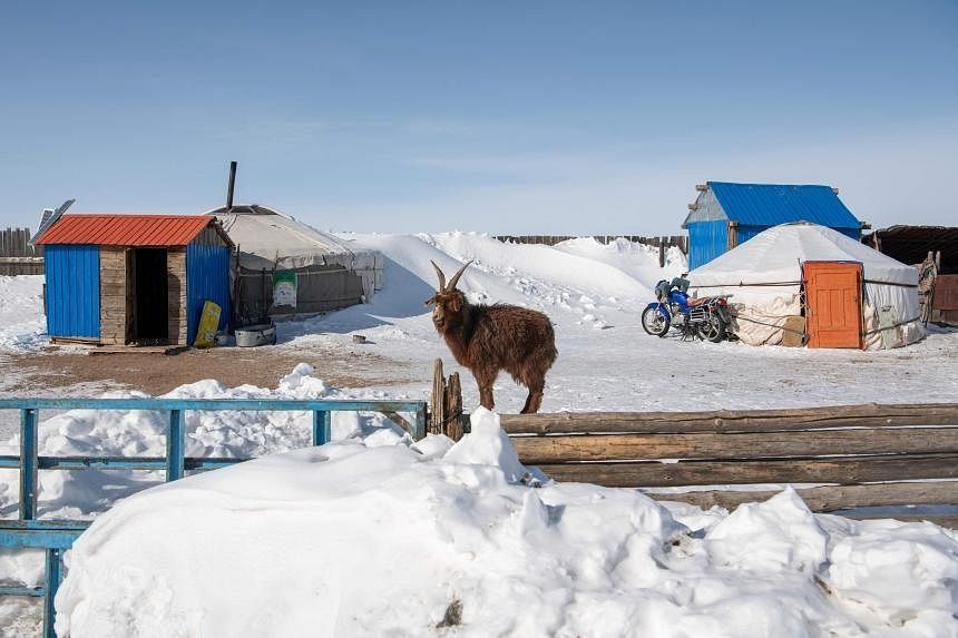 Harsh weather kills 2.1 mln head of livestock in Mongolia