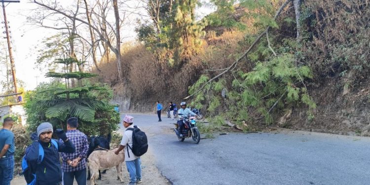 Women killed as tree falls on bike