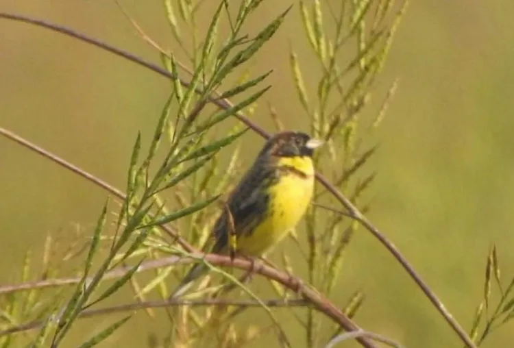 Yellow breasted bunting in Shuklaphanta