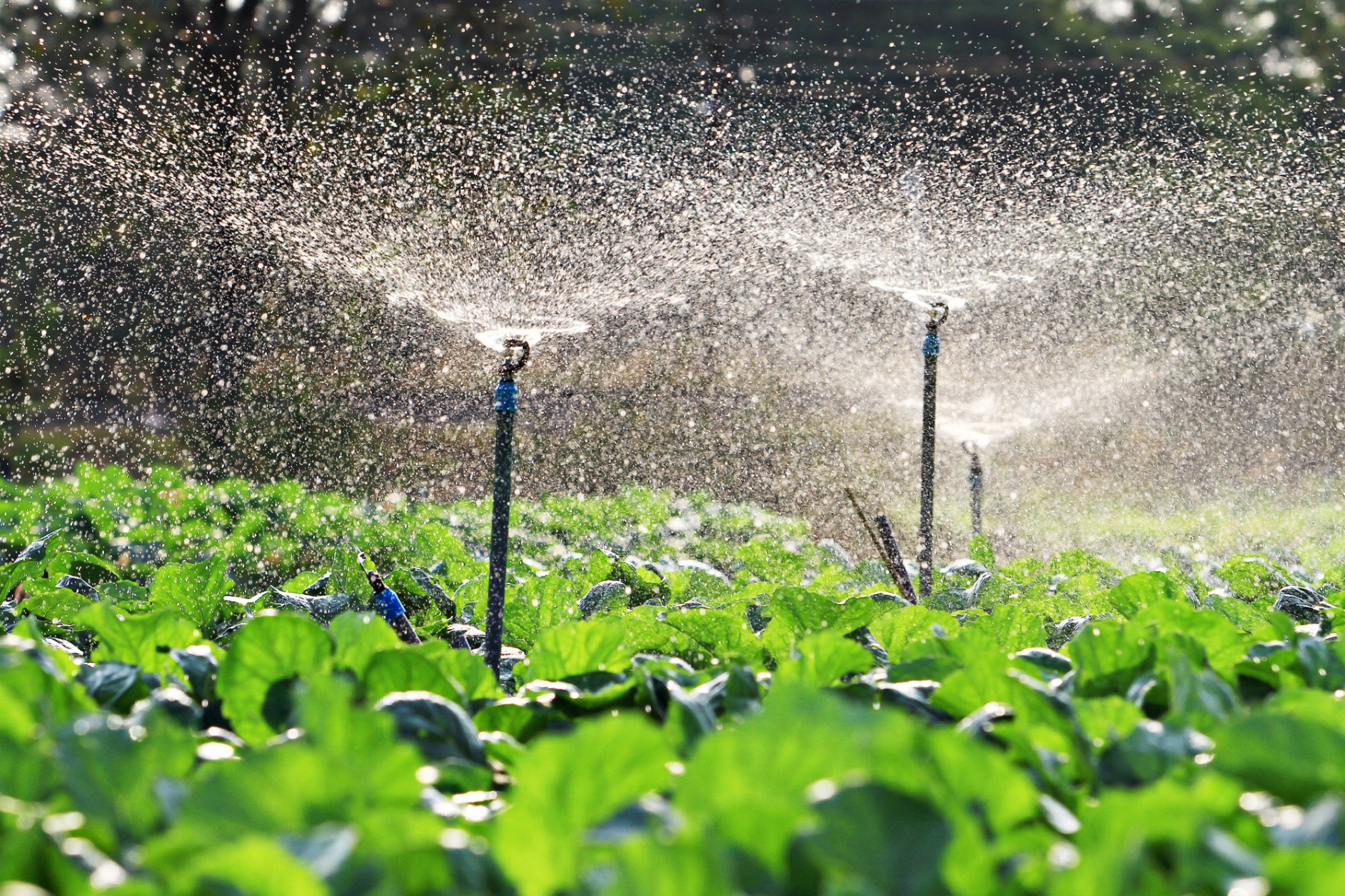 Prosperous Terai irrigation special programme launched