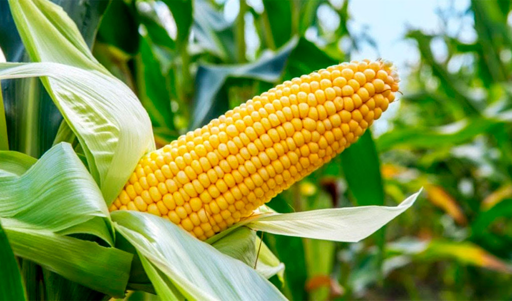 Farmers receive improved species of maize seeds on subsidy