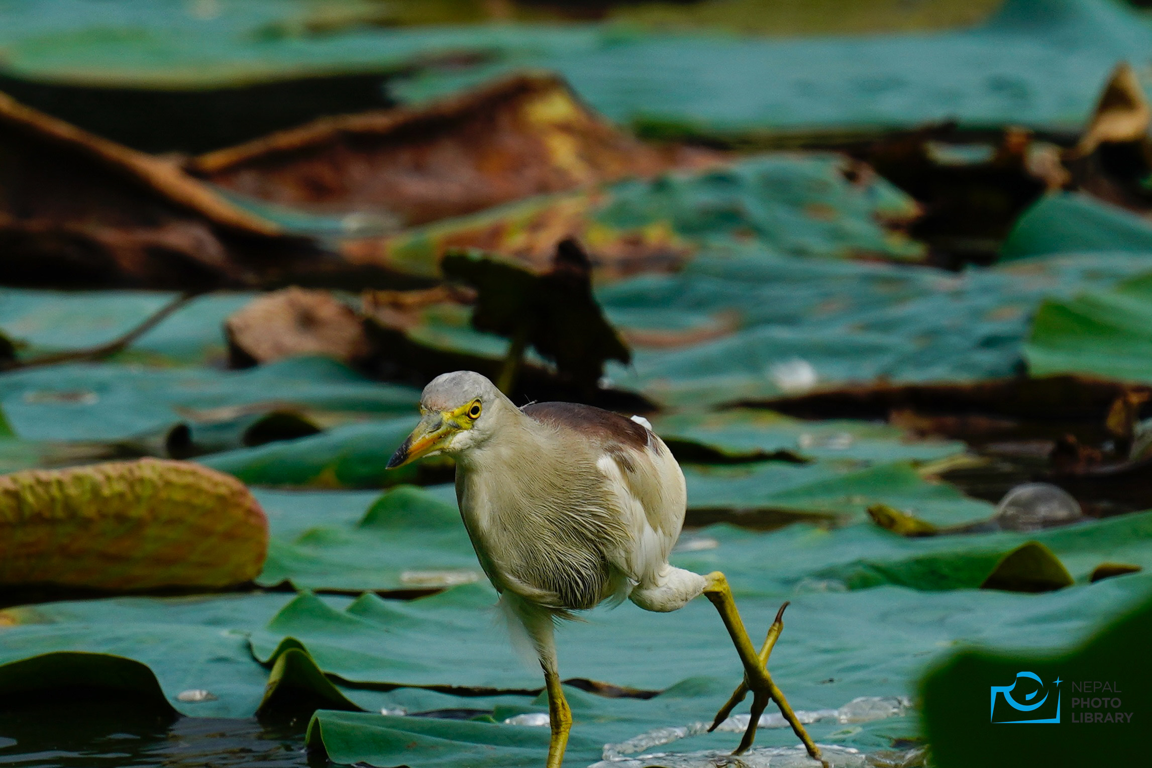 Habitat loss causes sharp decline of birds in Koshitappu