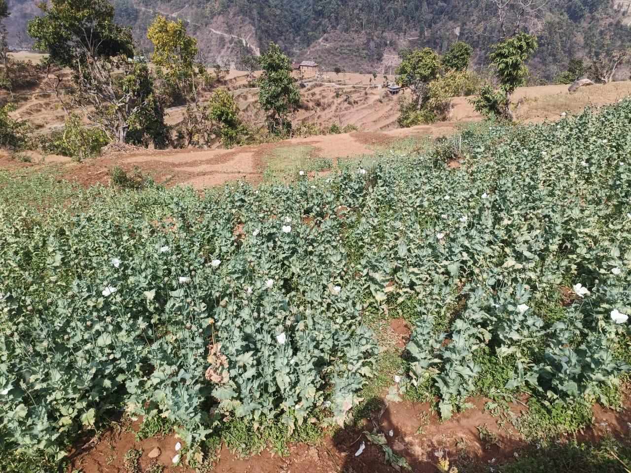 Police in Makwanpur destroyes opium plantation