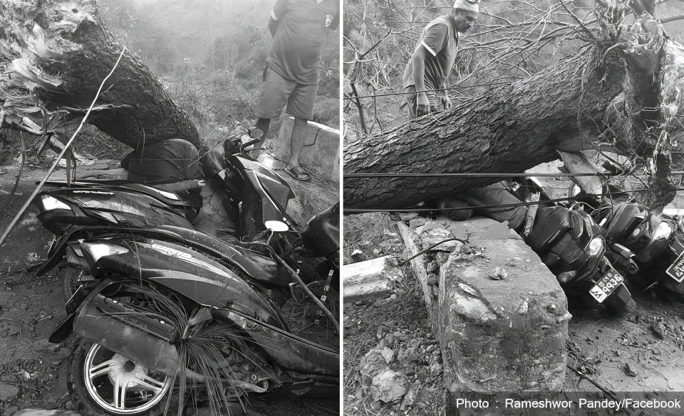 19-year-old youth dies as tree falls in Tanahun