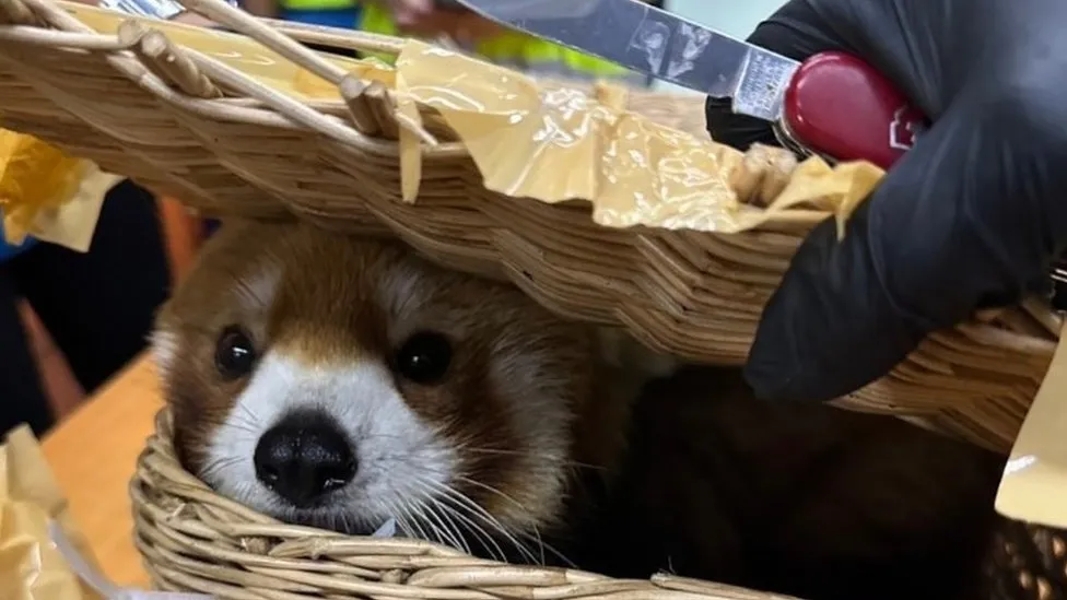 Red panda found in luggage at Bangkok airport