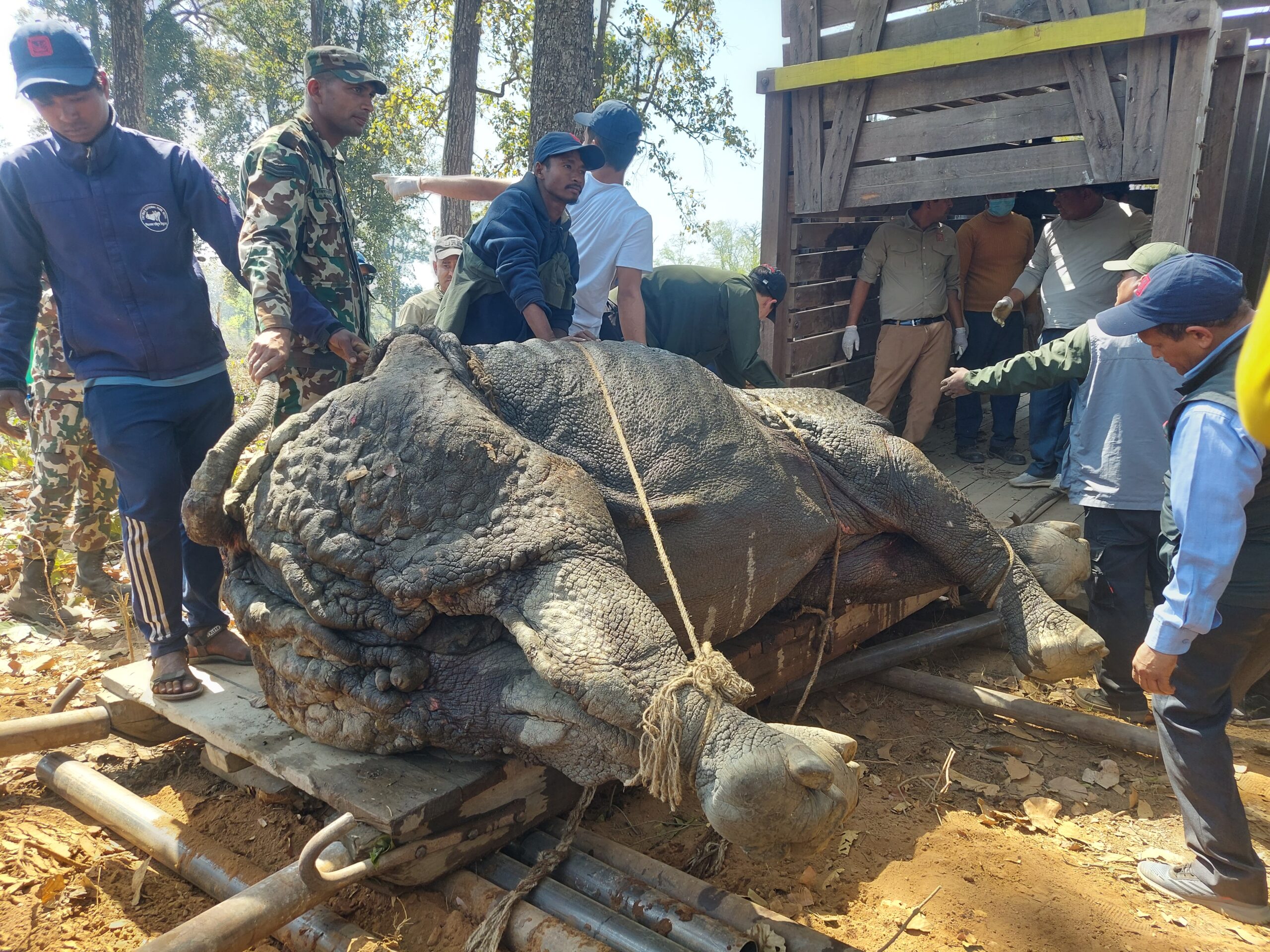 Internal translocation of five rhinos completed in CNP