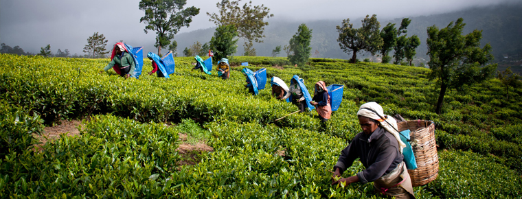 Organic tea farming campaign in Suryodaya Municipality