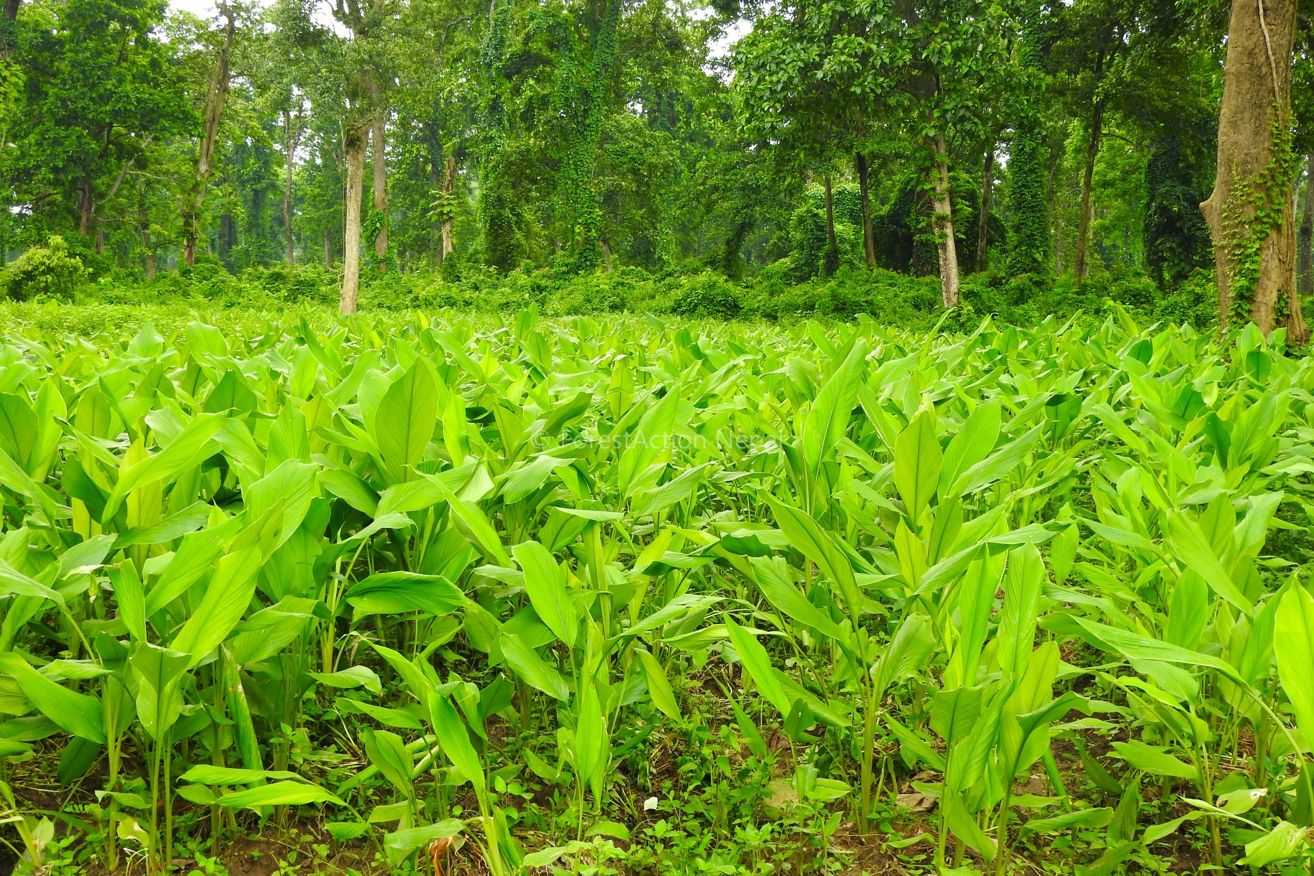 Mangsebung Municipality promoting turmeric production