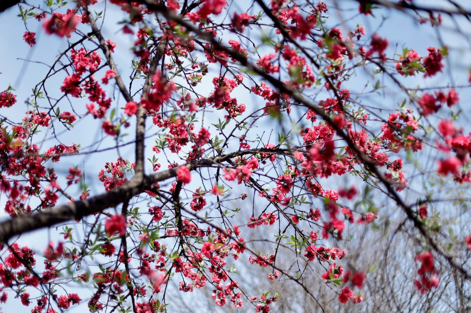 Cherry blossoms adorn Kathmandu valley with arrival of spring (photos)