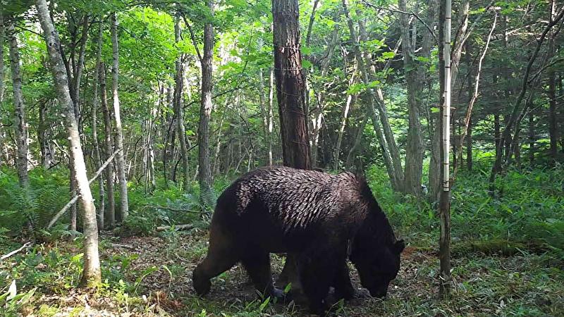 Bears designated as animal subject to subsidized culling in Japan