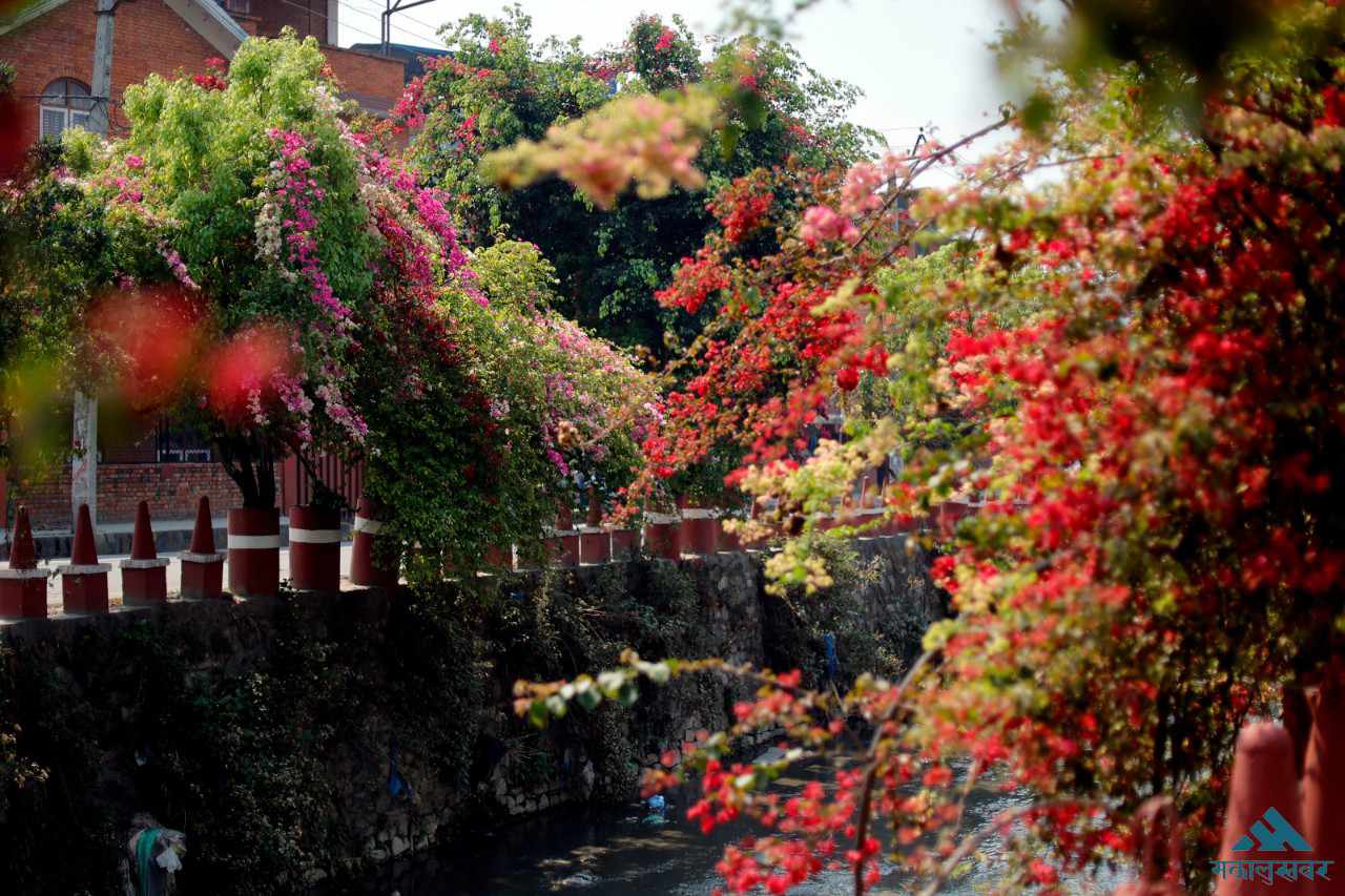 Bougainvillea blossoms adorn Rudramati Corridor (photos)